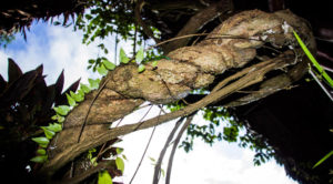 Ayahuasca Vines