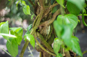 Ayahuasca Plant Types Ayahuasca Plant Types